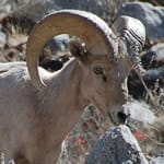 Desert Bighorn