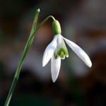 Snowdrop Snowdrop