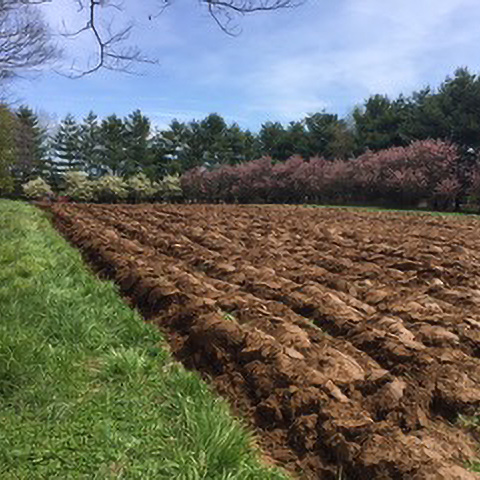 Spring Planting
